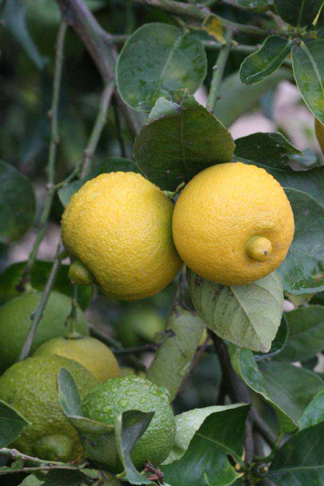            Fruit (Riverside, CA)   